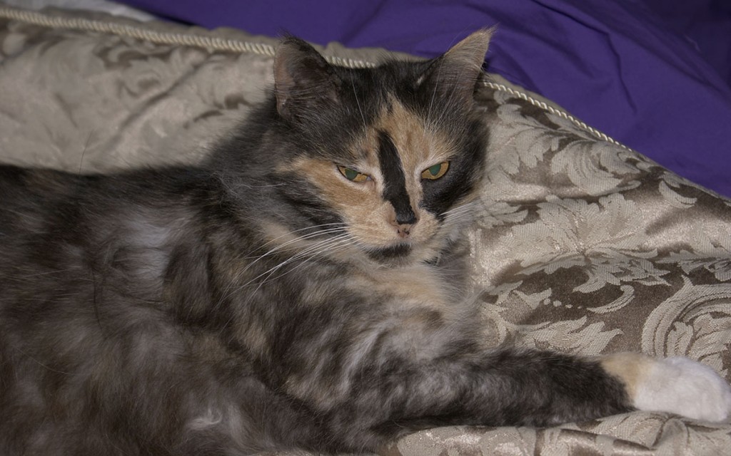 Lacey
