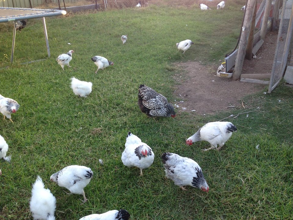 For Sale - Columbian Wyandott Bantams